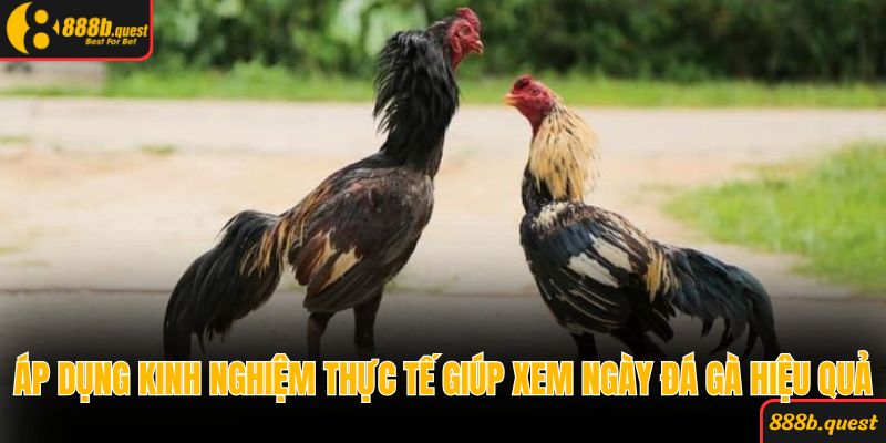 Áp dụng kinh nghiệm thực tế giúp xem ngày đá gà hiệu quả