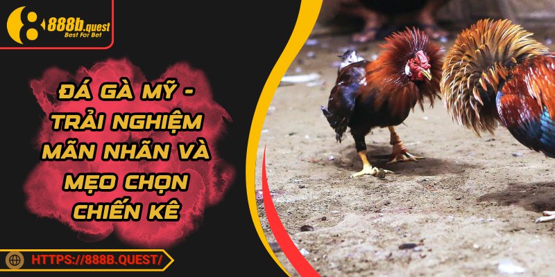 Đá Gà Mỹ - Trải Nghiệm Mãn Nhãn Và Mẹo Chọn Chiến Kê