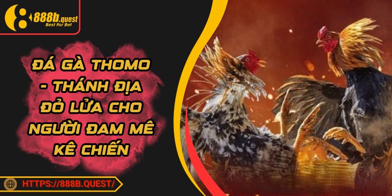 Đá Gà Thomo - Thánh Địa Đỏ Lửa Cho Người Đam Mê Kê Chiến
