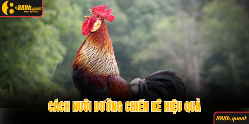 Kiểm soát dinh dưỡng giúp chiến kê phát triển toàn diện