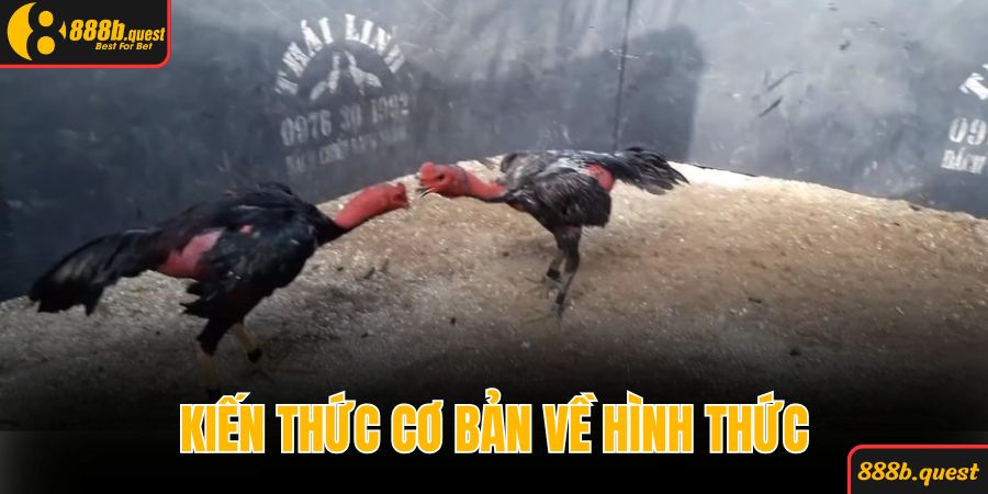 Kiến thức cơ bản về hình thức đặt tiền chọi kê