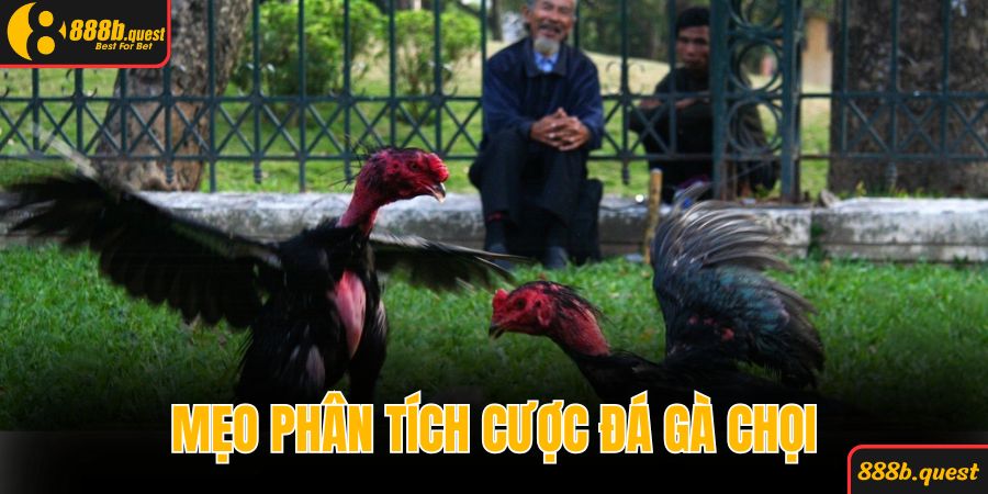 Mẹo phân tích cược đá gà chọi giúp chiến thắng 