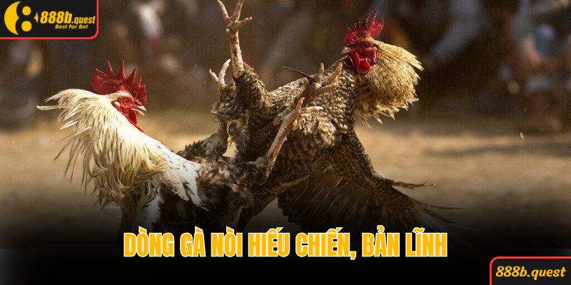 Tính hiếu chiến và bản lĩnh trên đấu trường của dòng nòi