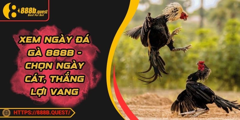 Xem Ngày Đá Gà 888B - Chọn Ngày Cát, Thắng Lợi Vang